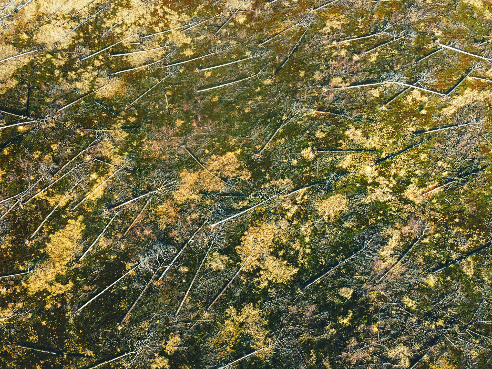 Lieberoser Heide Waldbrand